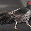 Kalij Pheasant